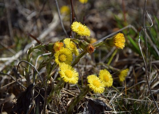 oznaki wiosny fot. M. Drężek Grafika VIII Wiosenne Warsztaty Przyrodnicze w OEE w Szymbarku