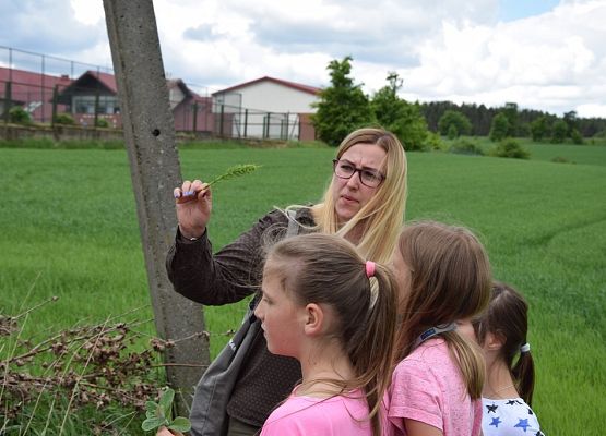 Poszukiwanie ziół na obejściu szkoły, fot. M. Drężek