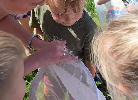 Grafika Majówka entomologiczna dla przedszkolaków- warsztaty OEE