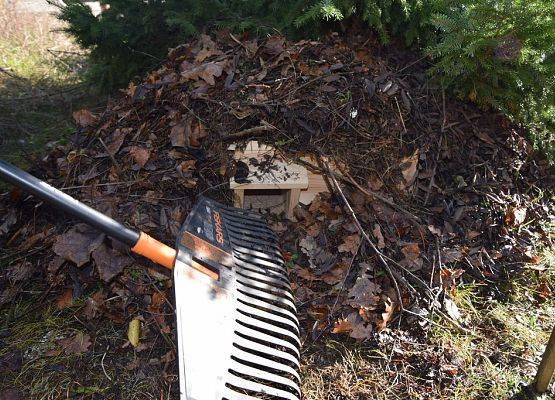 Jesienią sprzątamy ogrody, pozostawiając strefę dla jeżyczyli