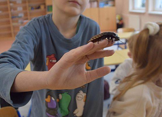 Chłopiec trzymający na ręku karaczana podczas zajęć entomologicznych