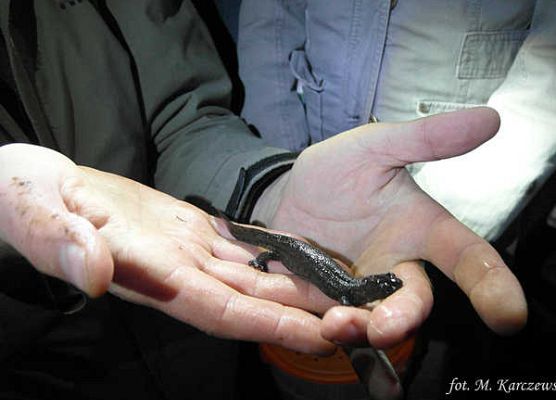 Grafika „Rodzinne warsztaty herpetologiczne”