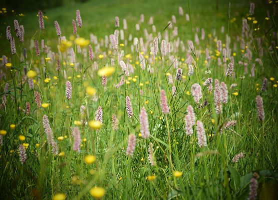 Zdjęcie przedstawia łąkę, która stała się inspiracją dla uczestników naszego pleneru malarskiego