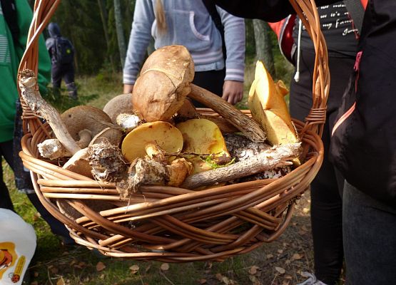 Grafika Grzybobranie 2014’ w OEE w Szymbarku
