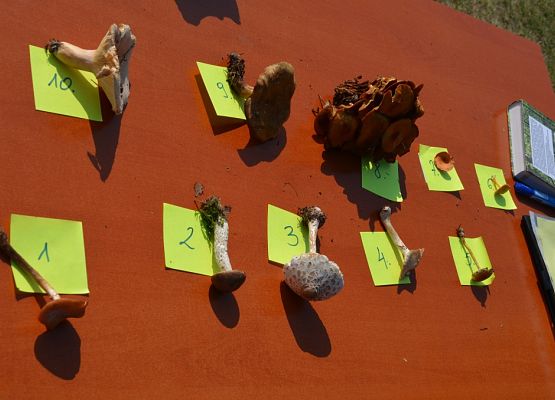 Grafika Grzybobranie 2014’ w OEE w Szymbarku