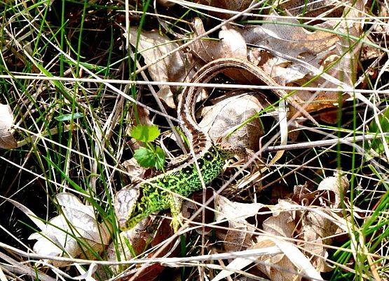 Jaszczurka zwinka (Lacerta agilis) fot. Monika Rekowska grafika