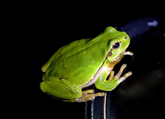 Rzekotka drzewna (Hyla arborea) fot. Monika Rekowska grafika