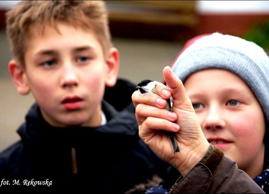 Grafika „Ptasie zimowanie” i nie tylko