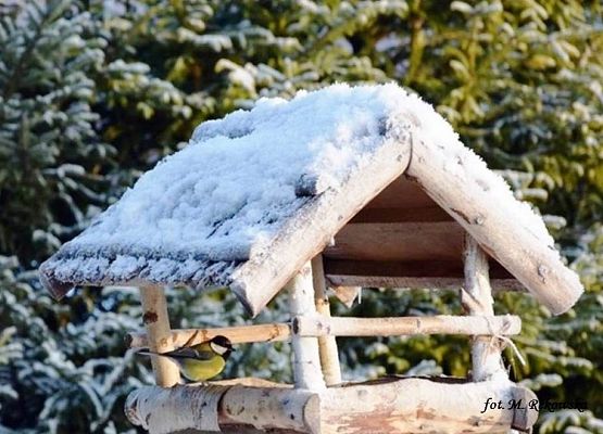 Grafika „Ptasie zimowanie” i nie tylko