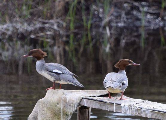 Nurogęś (Mergus merganser). Fot. Monika Rekowska.