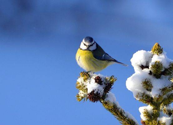 Modraszka (Parus caeruleus) fot. Monika Rekowska grafika