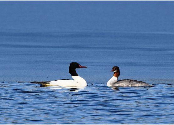 Nurogęś (Mergus merganser) fot. Monika Rekowska grafika