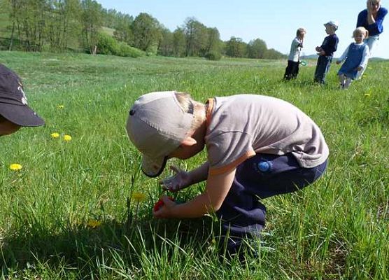 Grafika „Majówka entomologiczna dla przedszkolaków”