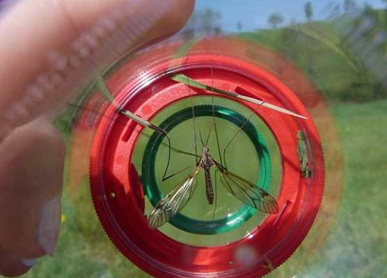 Grafika „Majówka entomologiczna dla przedszkolaków”