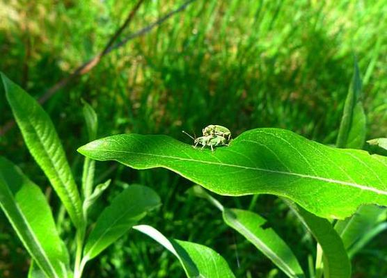 Grafika „II Majówka entomologiczna dla przedszkolaków”