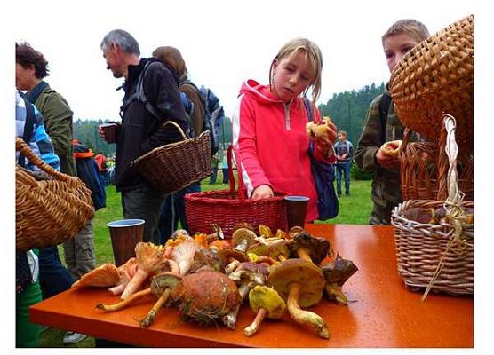 Grafika „Grzybobranie”