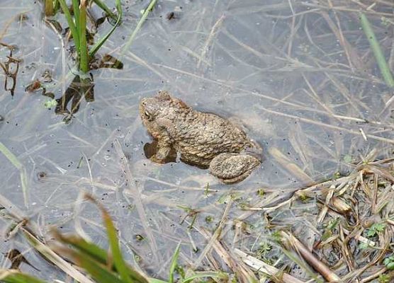 Grafika Warsztaty herpetologiczne w OEE w Szymbarku