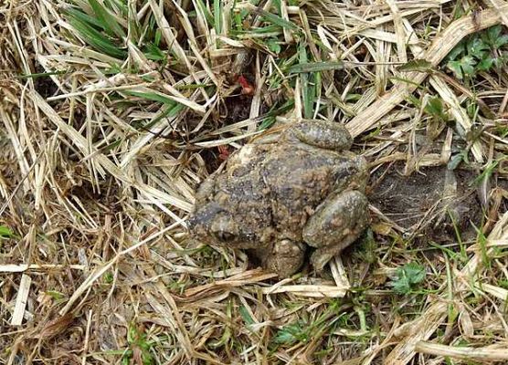 Grafika Warsztaty herpetologiczne w OEE w Szymbarku