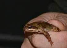 Grafika Warsztaty herpetologiczne 2013-podsumowanie
