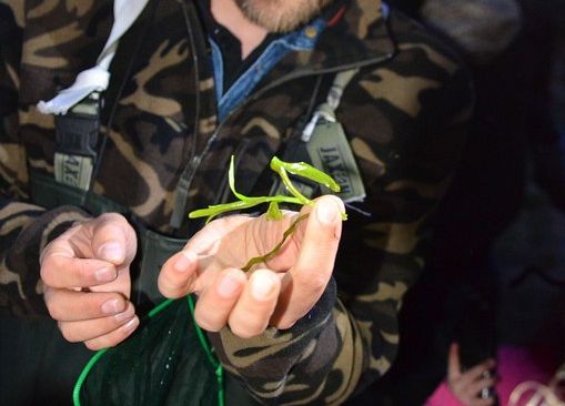 Grafika „II rodzinne warsztaty herpetologiczne w Szymbarku”