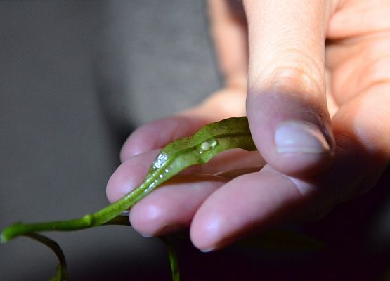 Grafika „II rodzinne warsztaty herpetologiczne w Szymbarku”