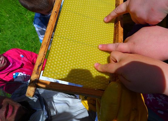 Grafika „Majówka entomologiczna 2015”