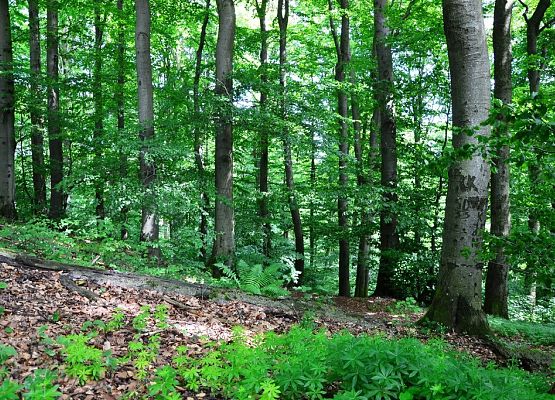 Grafika „Warsztaty siedliskowe 2015”