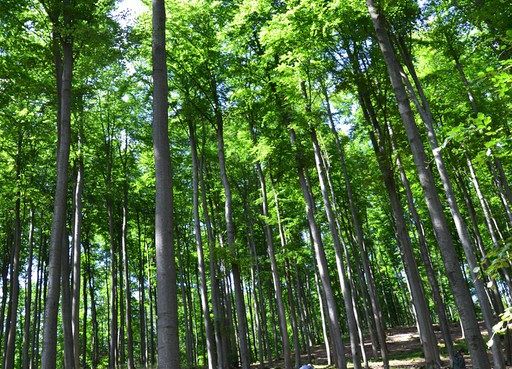 Grafika „Warsztaty siedliskowe 2015”