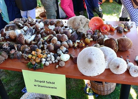 Grafika Powiatowe grzybobranie 2015’ w OEE w Szymbarku