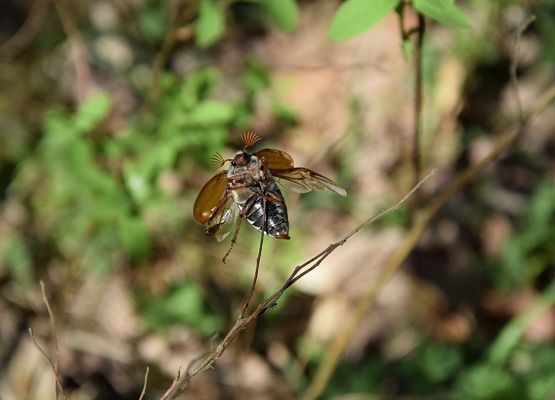 Grafika „VI majówka entomologiczna dla przedszkolaków”