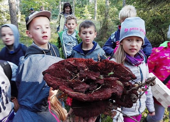 Grafika Powiatowe grzybobranie 2016’ w OEE w Szymbarku