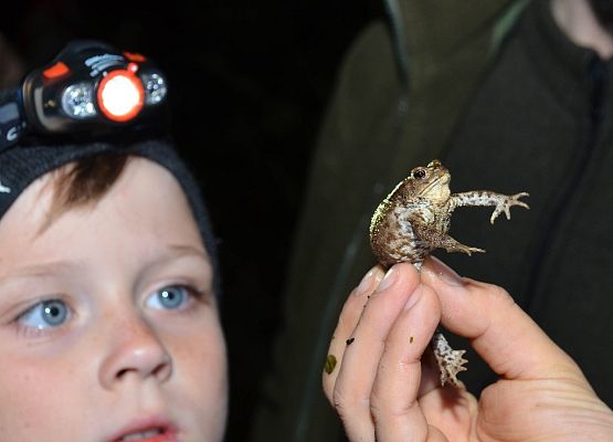 Grafika Zapraszamy na Rodzinne Warsztaty Herpetologiczne w OEE w Szymbarku