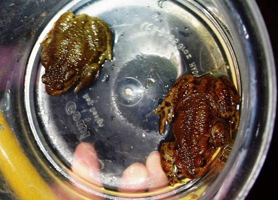 Grafika „IV rodzinne warsztaty herpetologiczne w Szymbarku”