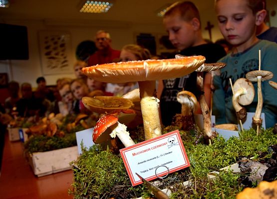 Grafika „VII Grzybobranie w Szymbarku”
