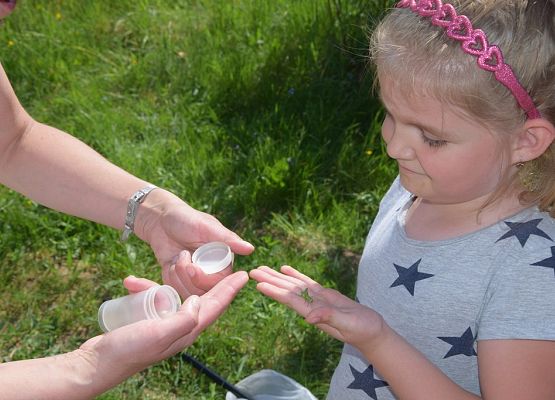 Grafika Majówka entomologiczna dla przedszkolaków- warsztaty OEE