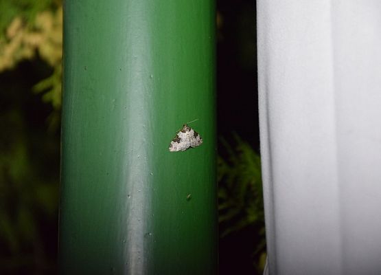 Grafika Warsztaty rodzinne „Motyle i latające smoki”
