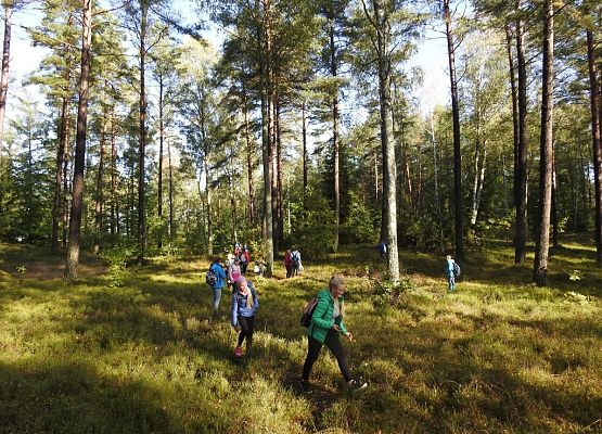 Grafika Owocne Grzybobranie 2019