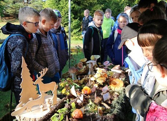 Grafika Owocne Grzybobranie 2019
