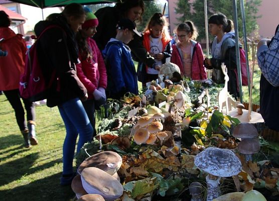 Grafika Owocne Grzybobranie 2019