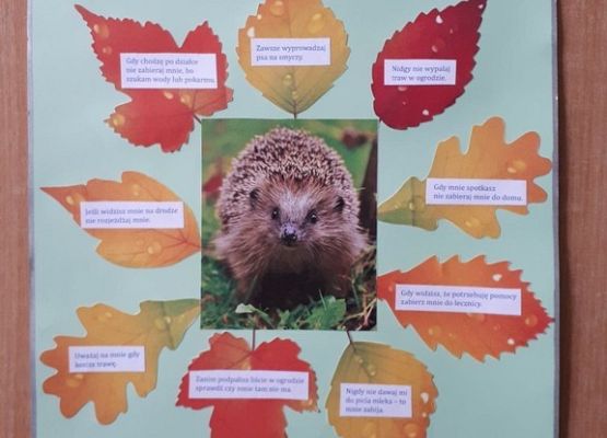 Grafika Podsumowanie akcji edukacyjnej OEE w Szymbarku „Bardzo w to wierzę wspomagam jeże”!