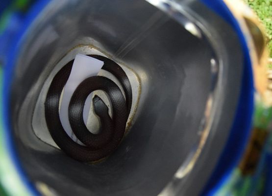 Grafika Warsztaty Rodzinne „Bardzo w to wierzę wspomagam jeże”