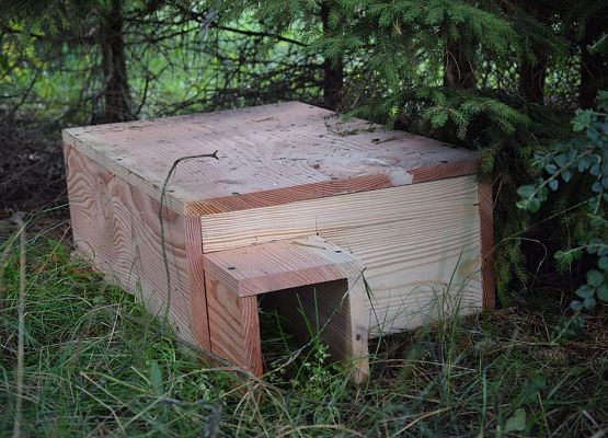 Grafika Warsztaty Rodzinne „Bardzo w to wierzę wspomagam jeże”