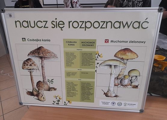 Grafika Podsumowanie "Z koszykiem pełnym wiedzy na grzyby!"