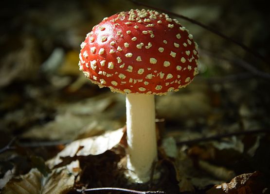 Grafika Z koszykiem pełnym wiedzy na grzyby!