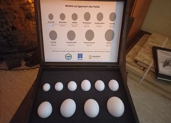 Grafika Warsztaty dla rodzin w ramach akcji edukacyjnej  „Tajemne życie sów”
