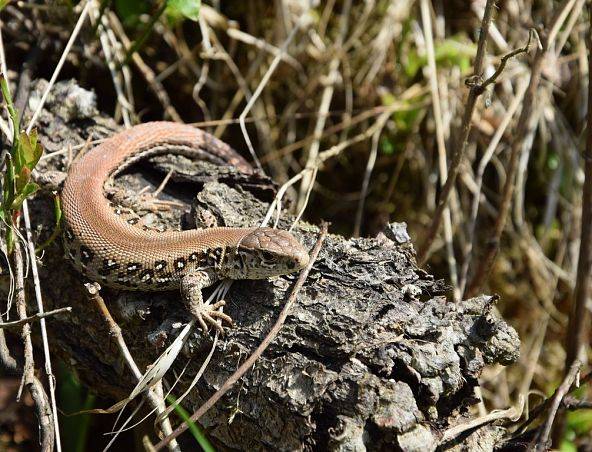 „III rodzinne warsztaty herpetologiczne w Szymbarku” grafika